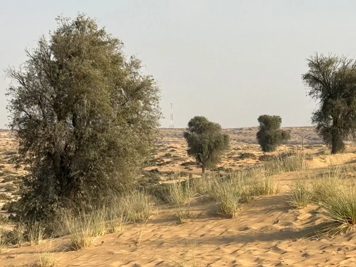 أشجار الغاف في صحراء الإمارات
